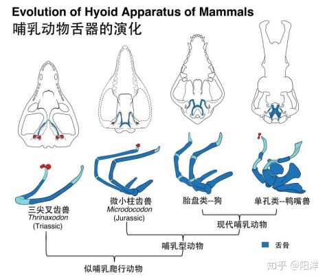 2019 年，，，，，，古生物学领域报路的哪个新物种/化石最令你印象深刻？？？？？？？？